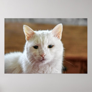 Weißes Türkisches Angora Katapult Poster