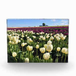 Weißes und Lila Tulip-Feld mit Heißluftballon Fotoblock