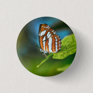 Weißes und orangefarbenes Schmetterling Button