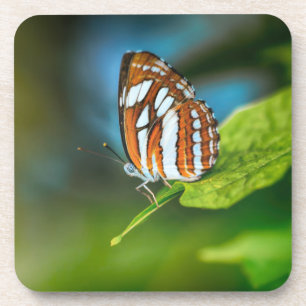 Weißes und orangefarbenes Schmetterling Getränkeuntersetzer