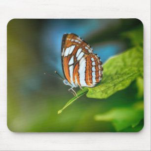 Weißes und orangefarbenes Schmetterling Mousepad