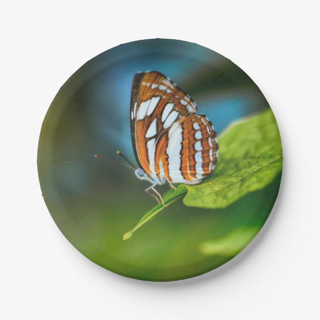 Weißes und orangefarbenes Schmetterling Pappteller (Vorderseite)