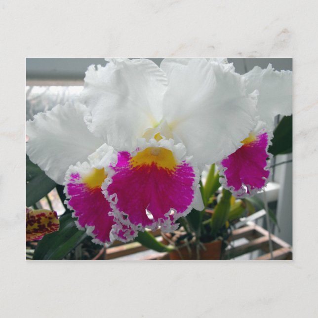 Weißes und rosa gebärtetes Iris Postkarte (Vorderseite)