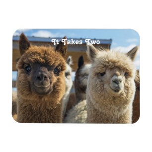 Weißes und rötlich-braunes, lockiges Alpaca-Paar Magnet