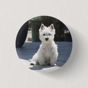 Weißes Westhochland Terrier, das auf Bürgersteig Button
