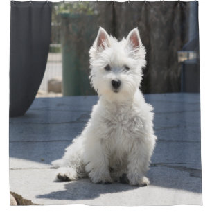 Weißes Westhochland Terrier, das auf Bürgersteig Duschvorhang