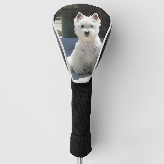 Weißes Westhochland Terrier, das auf Bürgersteig Golf Headcover (Vorderseite)