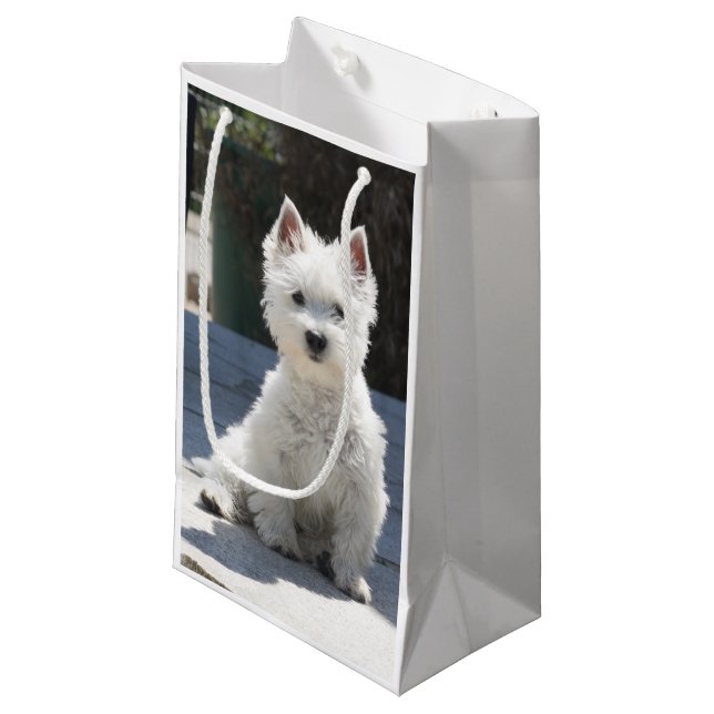 Weißes Westhochland Terrier, das auf Bürgersteig Kleine Geschenktüte (Vorderseite Schrägansicht)