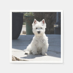 Weißes Westhochland Terrier, das auf Bürgersteig Serviette