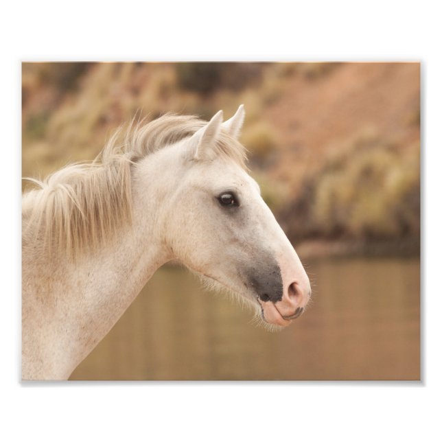 Weißes Wildpferd Fotodruck (Vorne)