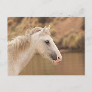 Weißes Wildpferd Postkarte