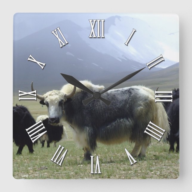 Weißes Yak in Ladakh/Tibet, Himalaya Quadratische Wanduhr (Vorderseite)