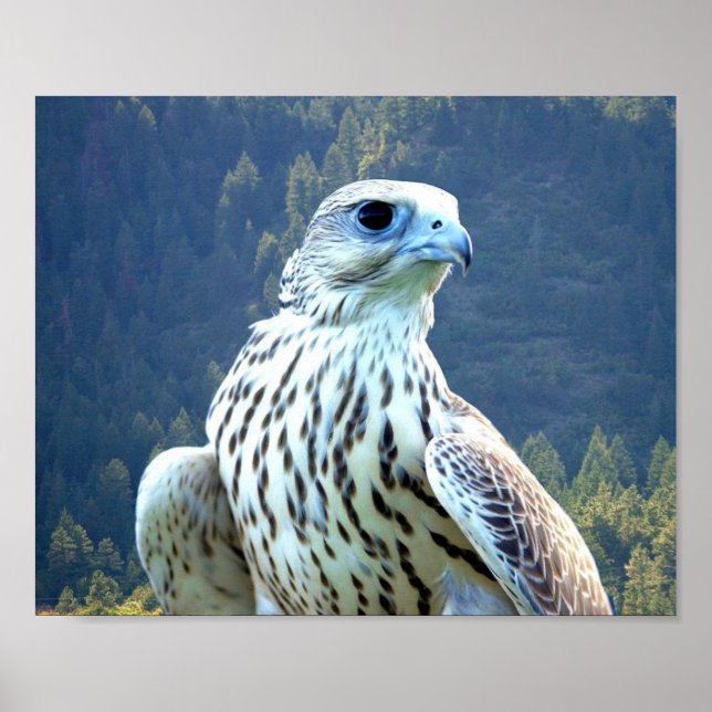 Weißfalke Poster (Vorne)