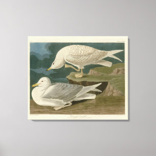 Weißflügelige Silbermöwe Audubon Birds of America Leinwanddruck