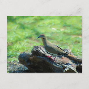 Weißflügeltaube Postkarte