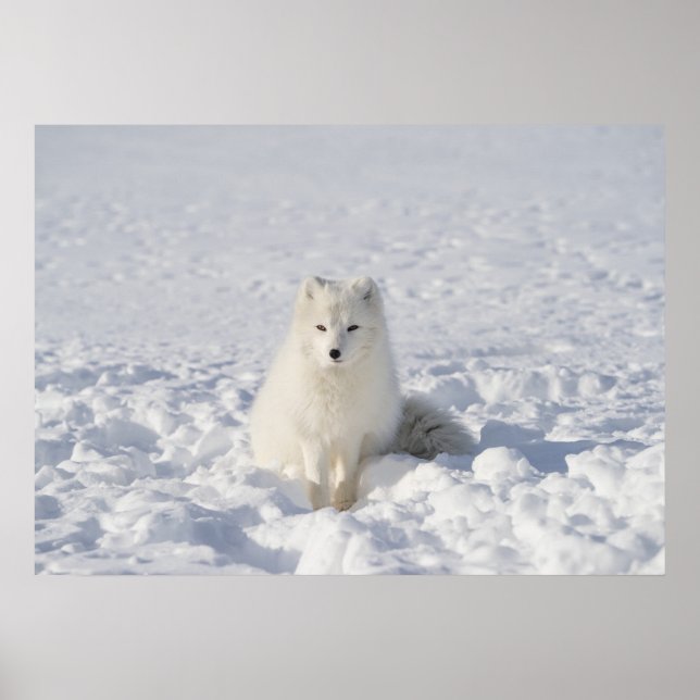 Weißfuchs Poster (Vorne)