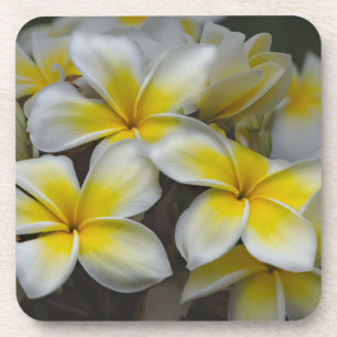 Weißgelbe Plumeria Getränkeuntersetzer
