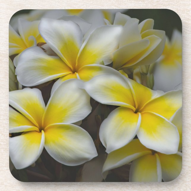 Weißgelbe Plumeria Getränkeuntersetzer (Vorderseite)
