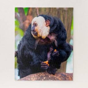 Weißgesicht-Saki-Affe. Puzzle