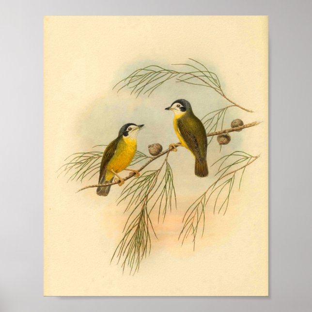 Weißgesichtiger Fliegenschnäpper Gelber Vogel Vint Poster (Vorne)