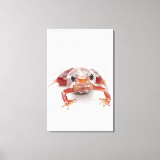 Weißgestreifter Giftdarmfrosch (Epipedobate) Leinwanddruck