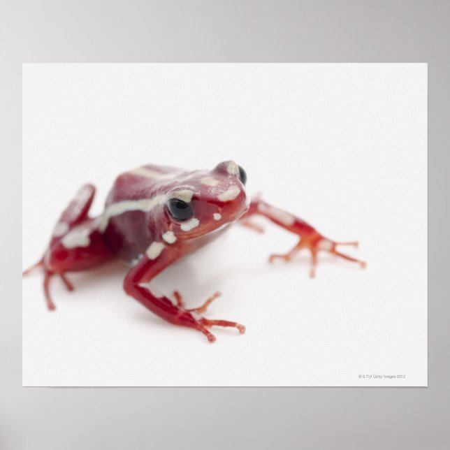 Weißgestreiftes Gift-Dart-Frosch 2 Poster (Vorne)