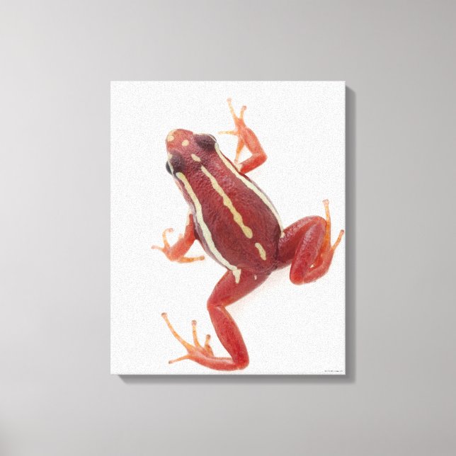 Weißgestreiftes Gift-Dart-Frosch Leinwanddruck (Vorderseite)
