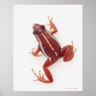 Weißgestreiftes Gift-Dart-Frosch Poster