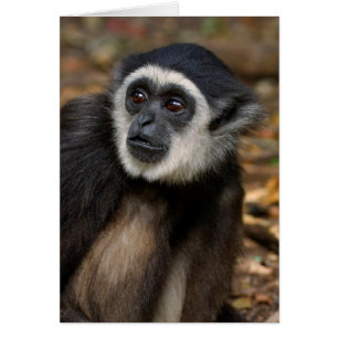 Weißhandgibbon (Hylobates Lar), Monkeyland