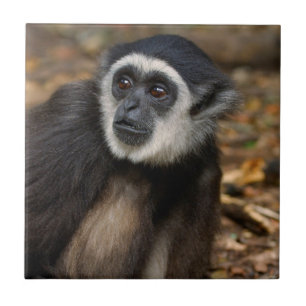 Weißhandgibbon (Hylobates Lar), Monkeyland Fliese