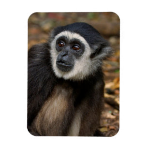 Weißhandgibbon (Hylobates Lar), Monkeyland Magnet