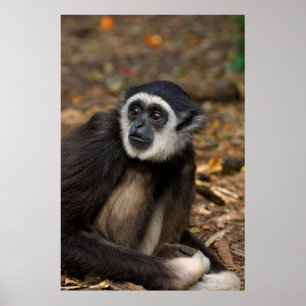 Weißhandgibbon (Hylobates Lar), Monkeyland Poster