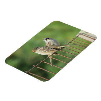 Weißhauben-Sperlinge Männchen und Weibchen Magnet