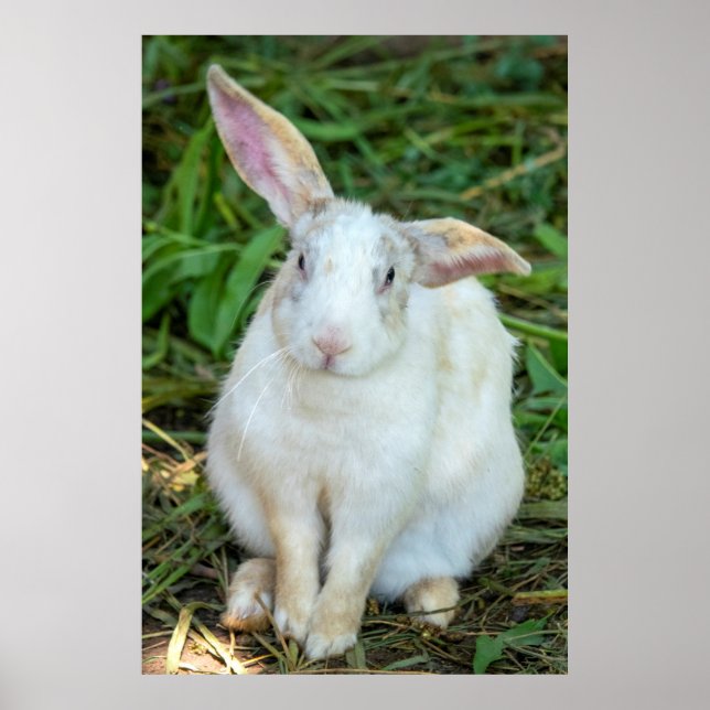 Weißkaninchen Poster (Vorne)