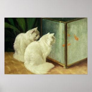 Weißkatzen sehen Goldfish zu Poster