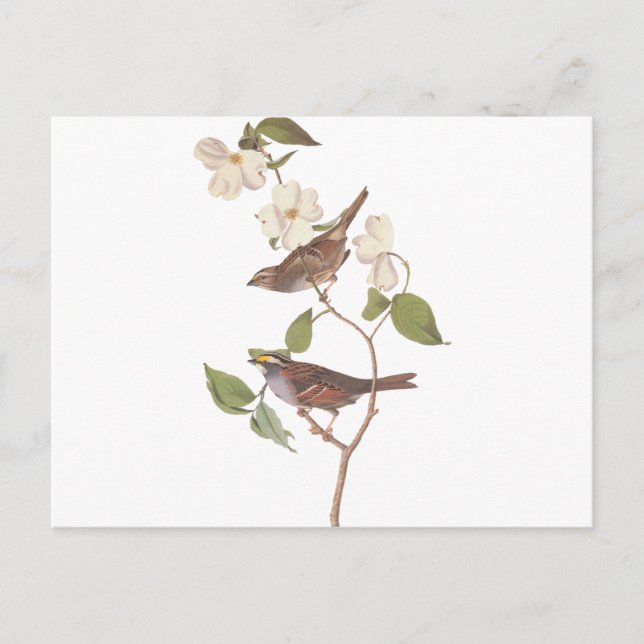 Weißkehlammer Audubon Reproduktion Postkarte (Vorderseite)