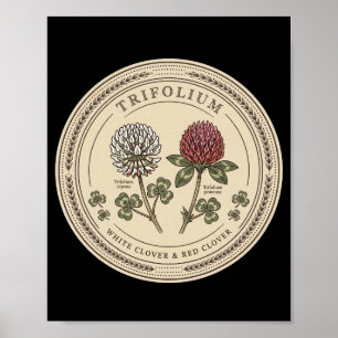 Weißklee und Rotklee - Vintage Trifolium Bo Poster