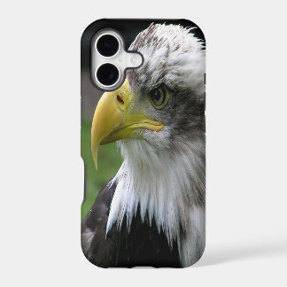 Weißkopfseeadler