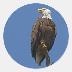 Weißkopfseeadler 4 runder aufkleber