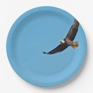 Weißkopfseeadler 7 pappteller