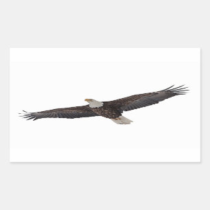 Weißkopfseeadler-Ansteigen Rechteckiger Aufkleber