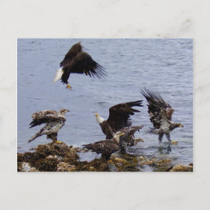 Weißkopfseeadler auf dem Strand, Unalaska Insel Postkarte