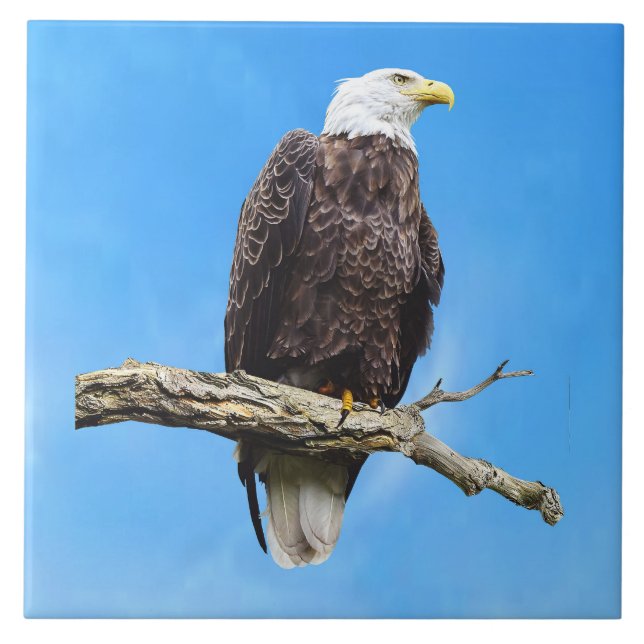 Weißkopfseeadler auf einem Ast sitzend Fliese (Vorderseite)