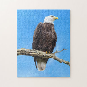 Weißkopfseeadler auf einem Ast sitzend Puzzle