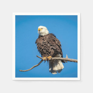 Weißkopfseeadler auf einem Baumast Serviette