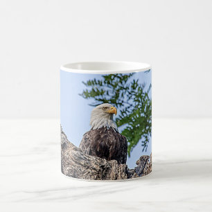 Weißkopfseeadler auf einem Baumast Tasse