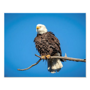 Weißkopfseeadler auf einem Baumzweig Fotodruck