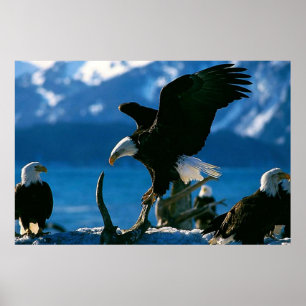 Weißkopfseeadler auf Klotzplakat Poster