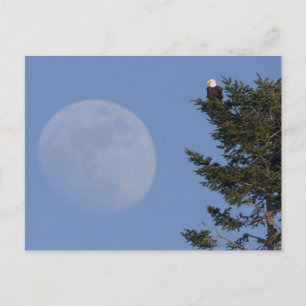 Weißkopfseeadler   Aufgehender Vollmond Postkarte