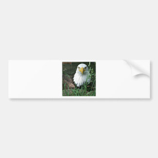 Weißkopfseeadler Autoaufkleber